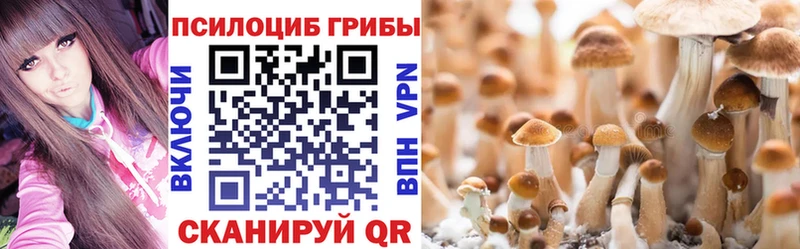 хочу   Воронеж  Псилоцибиновые грибы Psilocybine cubensis 